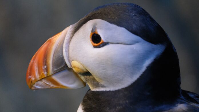 the image is of a puffin's face