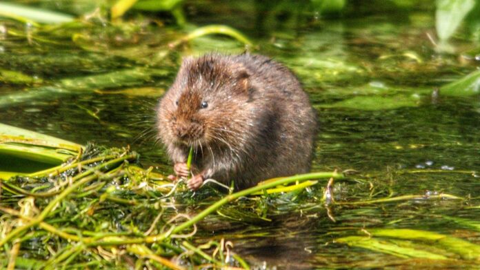 CHAOS Radio Newswave - a water vole sat on top of and amongst fresh-water weeds, in a shallow running river